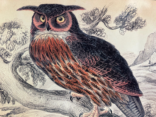 Laminated Hand Sketched Owl Print