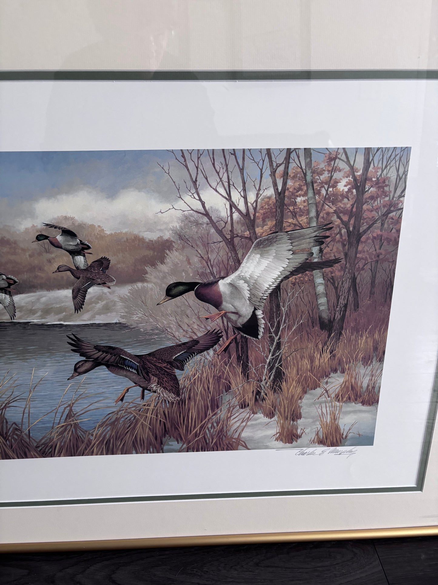 Charles E Murphy Framed Duck Print