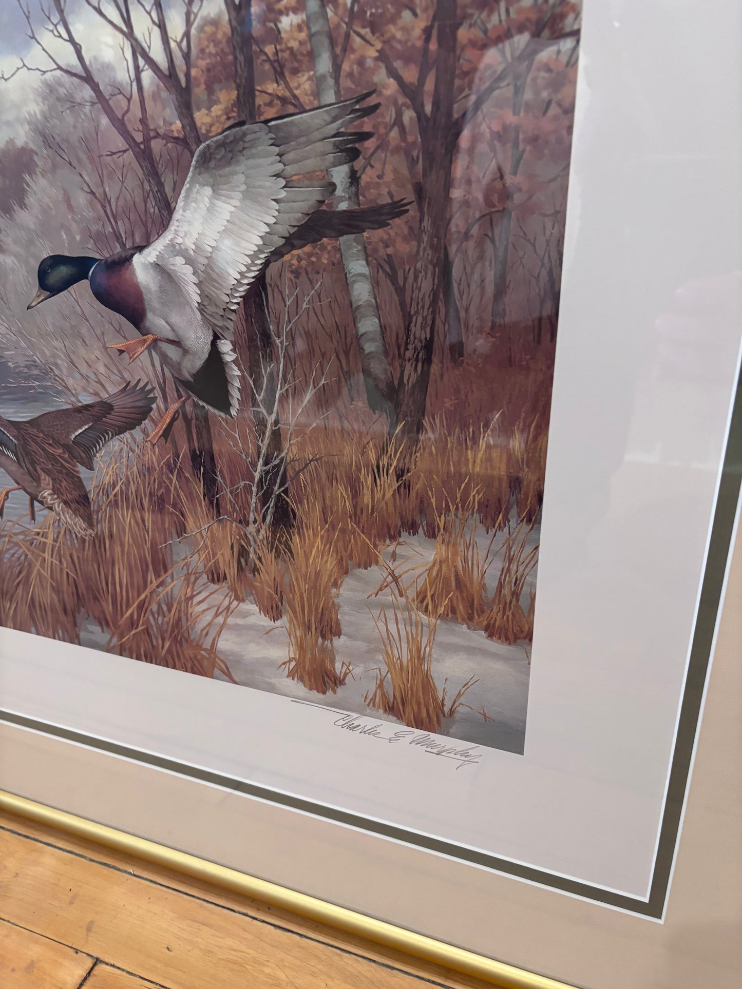 Charles E Murphy Framed Duck Print