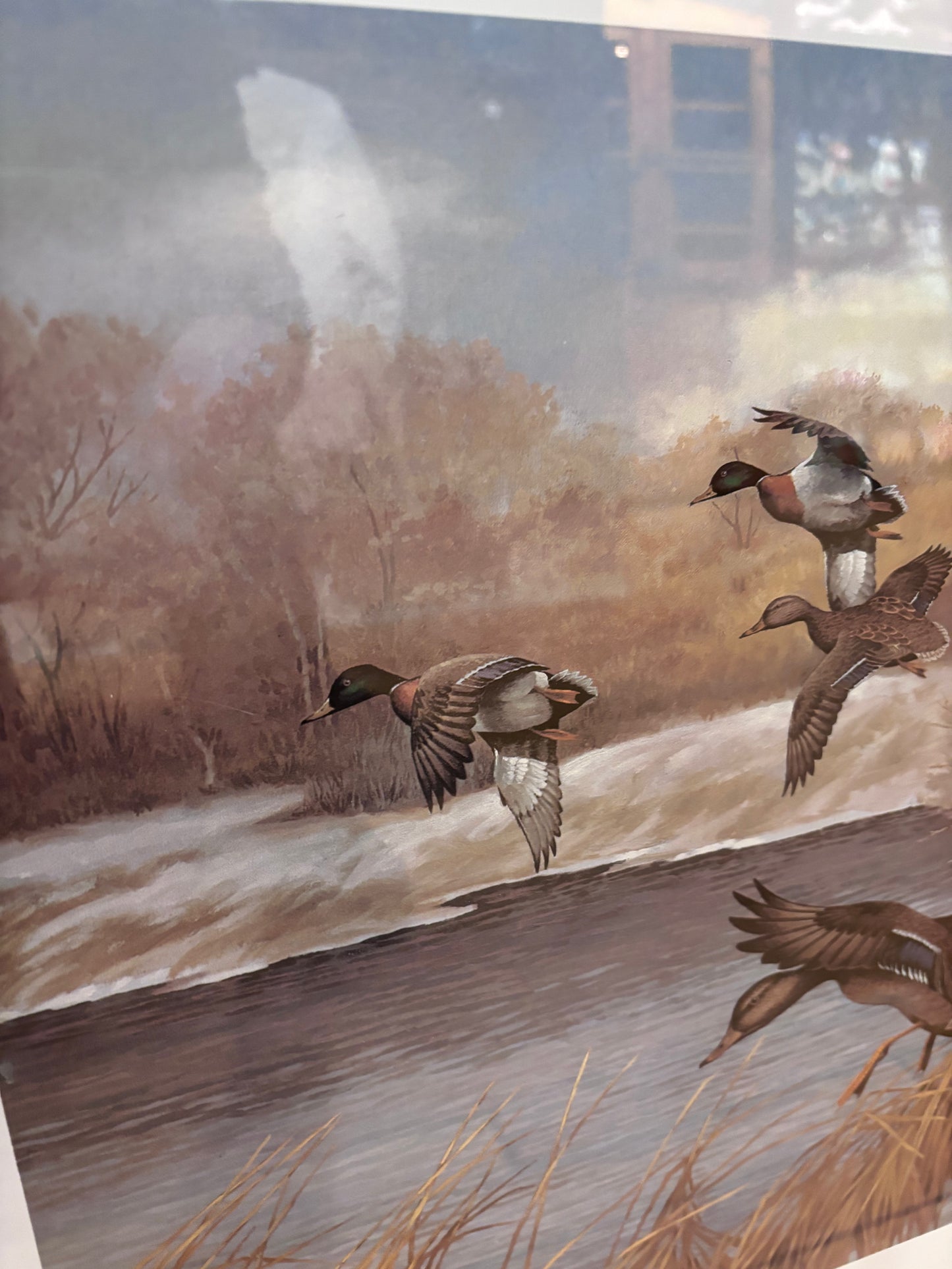 Charles E Murphy Framed Duck Print