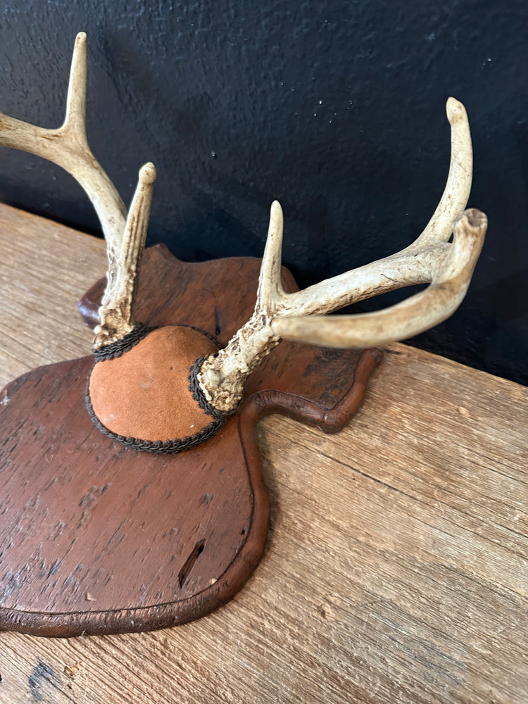 Antler Mount on Plaque