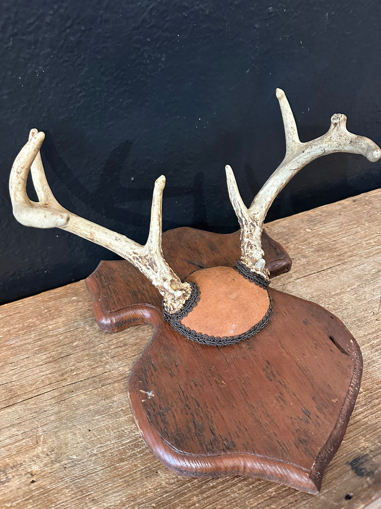 Antler Mount on Plaque