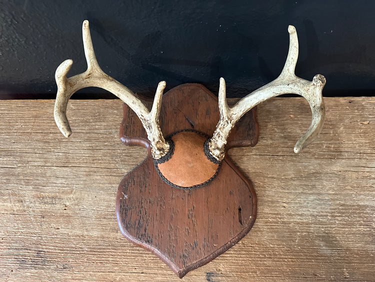 Antler Mount on Plaque