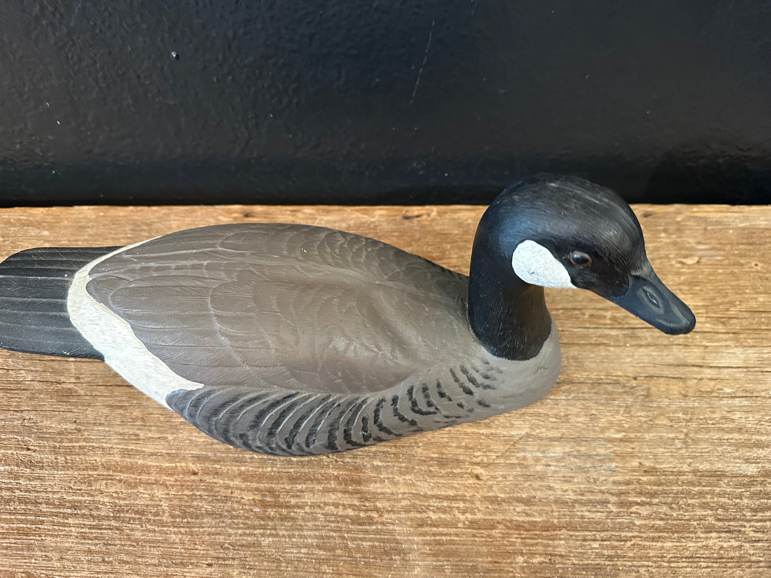 Canadian Goose
