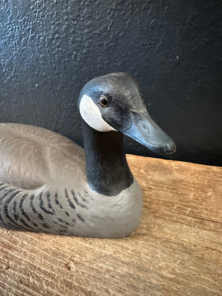 Canadian Goose