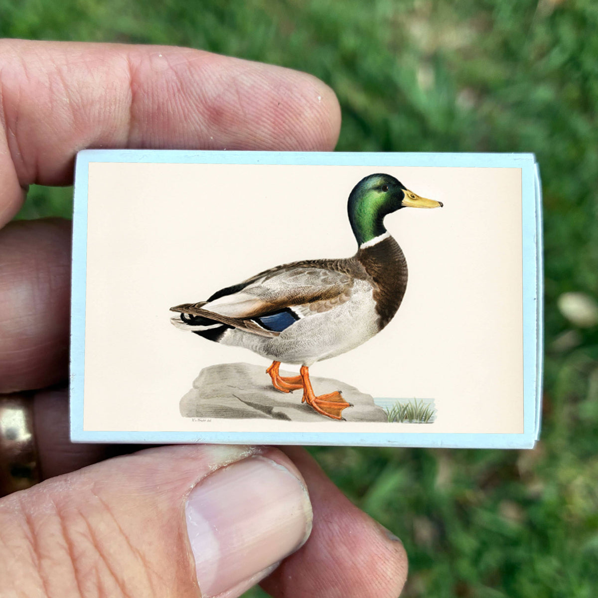 Matches Mallard Duck