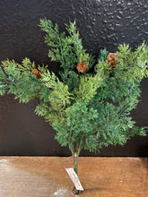 Load image into Gallery viewer, Cypress Bush With Cones